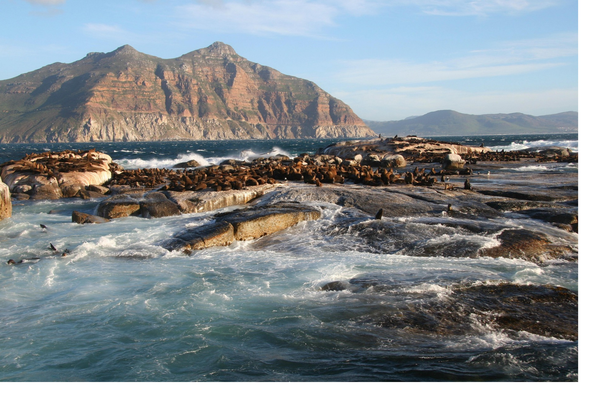 seals