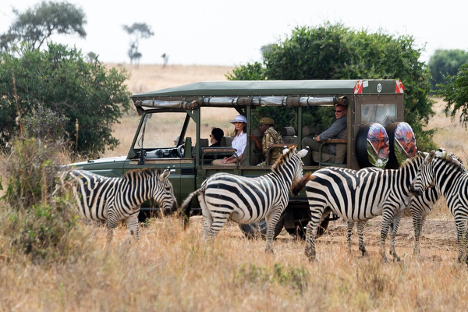 safari