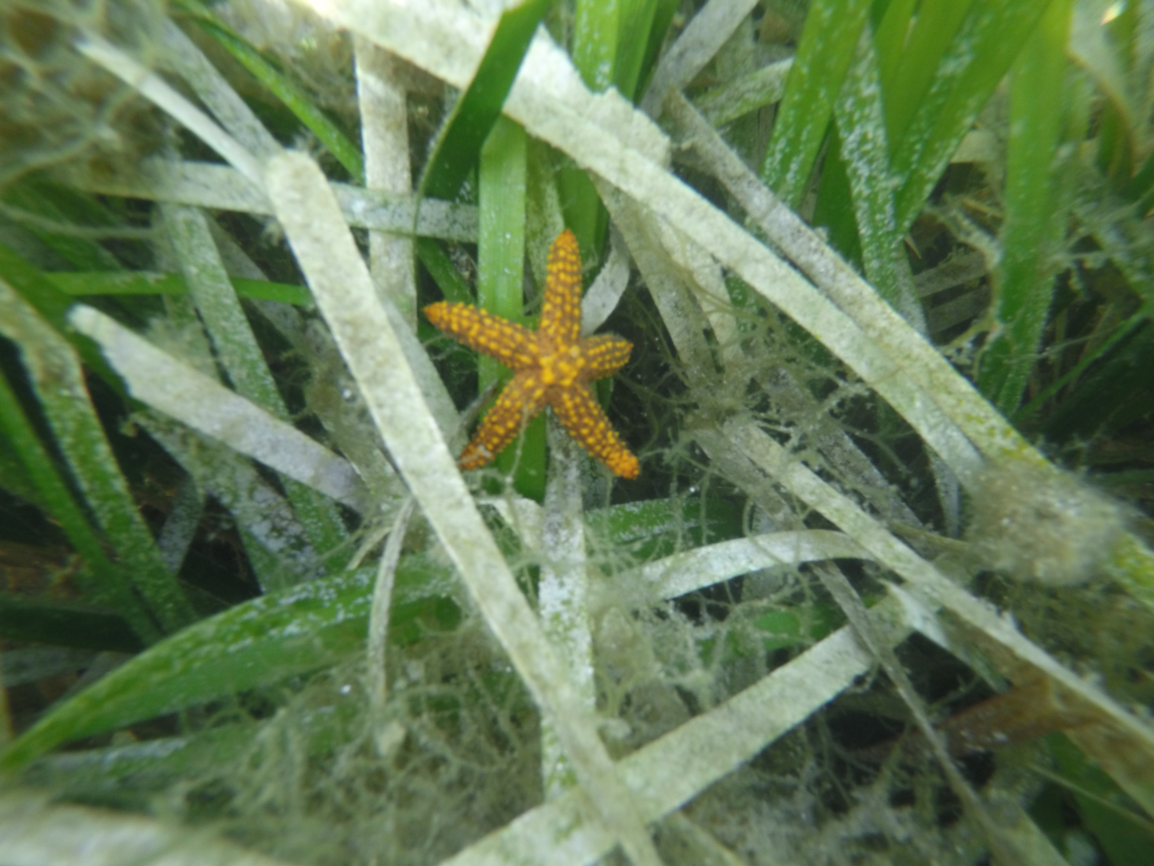 sea star