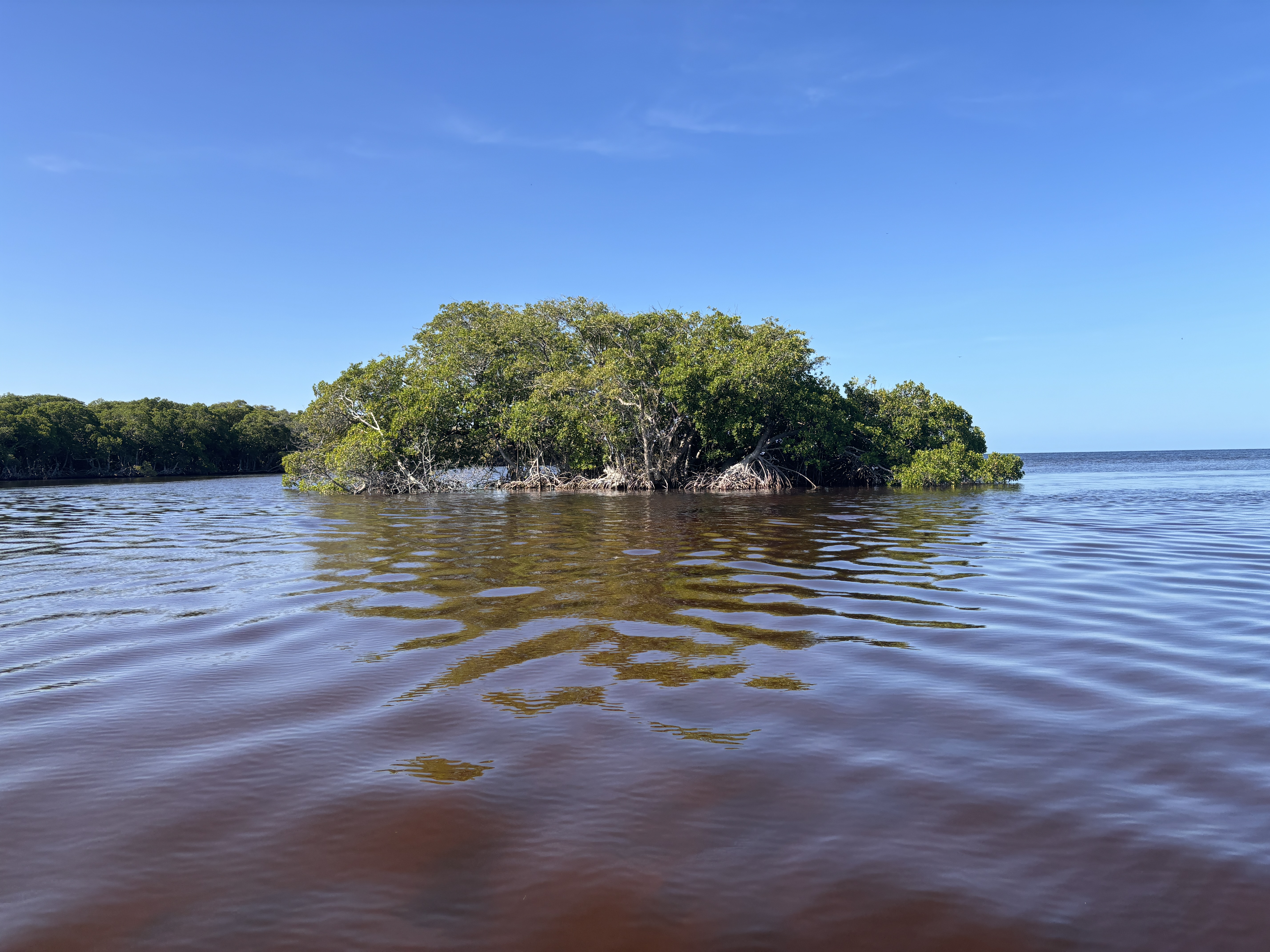 mangrove
