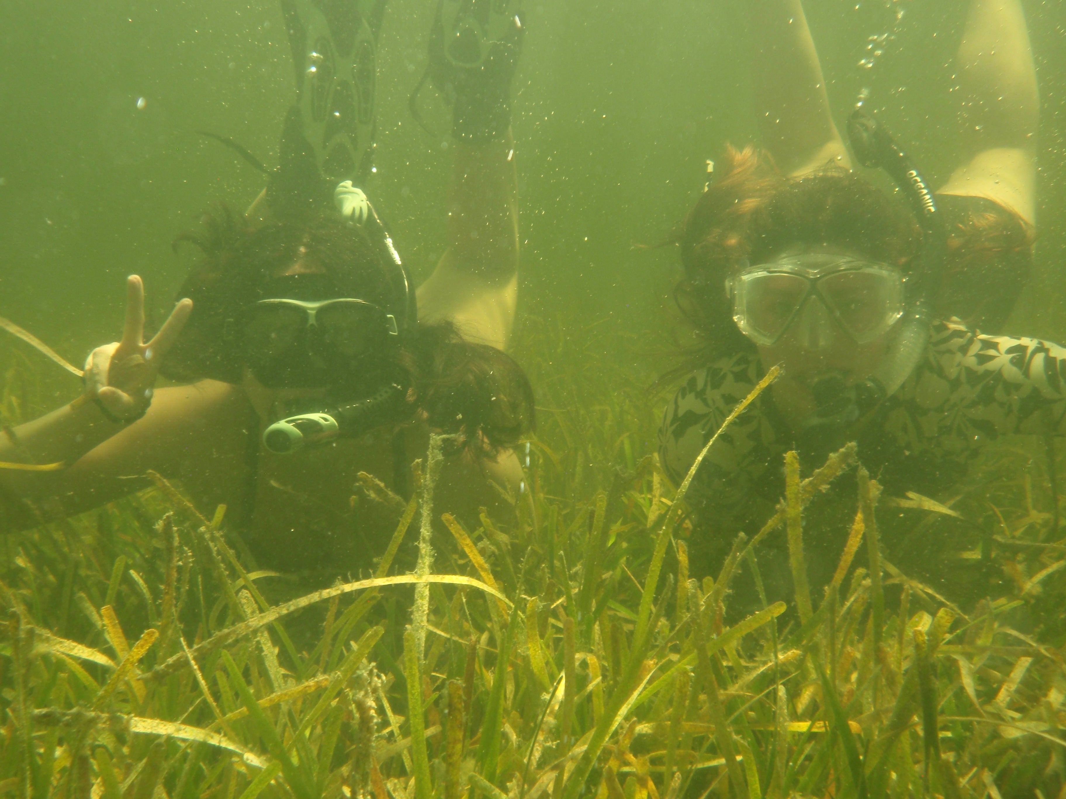 sea grass